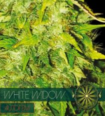 White Widow Auto by Vision Seeds