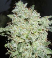 Afgan Kush Special by W.O.S. Seeds 
