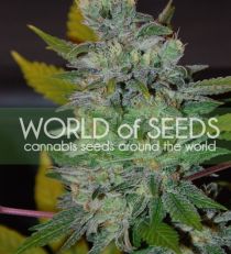 Space by W.O.S. Seeds