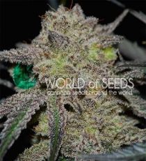 Tonic Ryder by W.O.S. Seeds