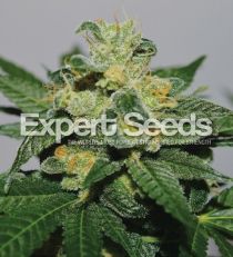 White Gold by Expert Seeds