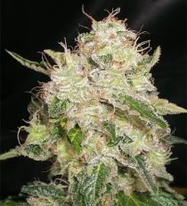 White Chronic by Cream of the Crop Seeds