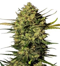 Master Kush Automatic by White Label Seeds
