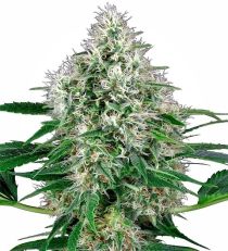 Power Plant Auto by White Label Seeds 