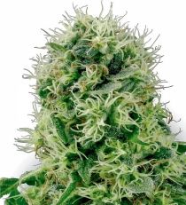 Pure Power Plant by White Label Seeds