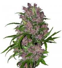 Purple Bud Automatic by White Label Seeds