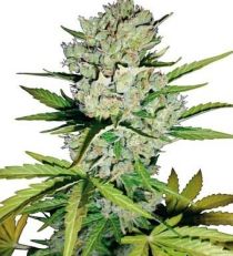 Super Skunk AUTOMATIC by White Label Seeds