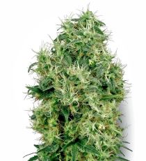 White Gold by White Label Seeds