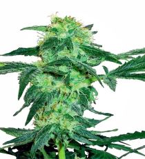 White Ice by White Label Seeds 