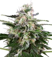 WhiteSkunk Automatic by White Label Seeds