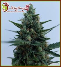 White Rush Auto by Dr Krippling Seeds