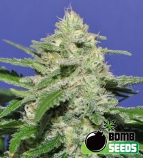 Widow Bomb Regular Marijuana Seeds