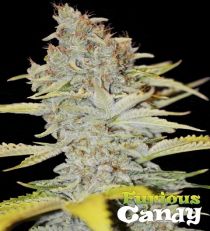 Furious Candy by Eva Seeds