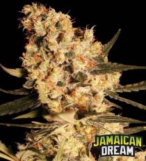 Jamaican Dream by Eva Seeds
