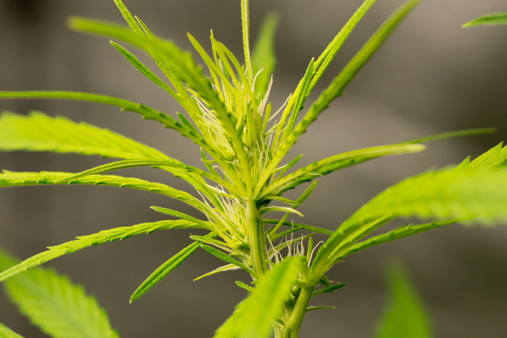 female cannabis plant in early flowering stage