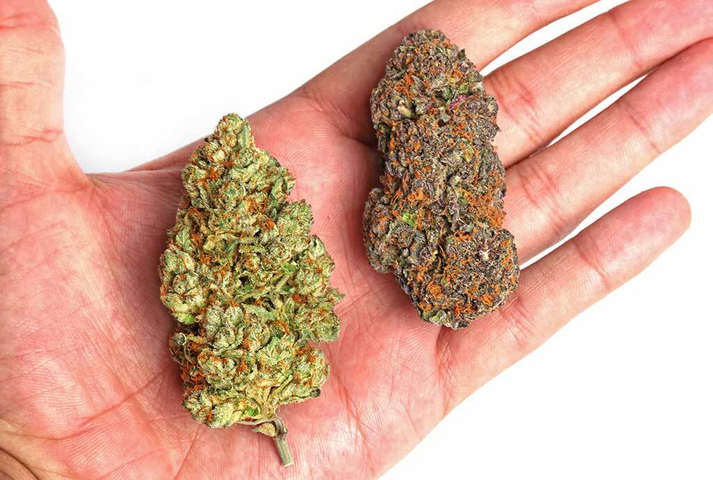 2 different cannabis buds 