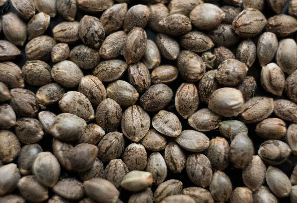 Can you tell the sex of cannabis seeds?