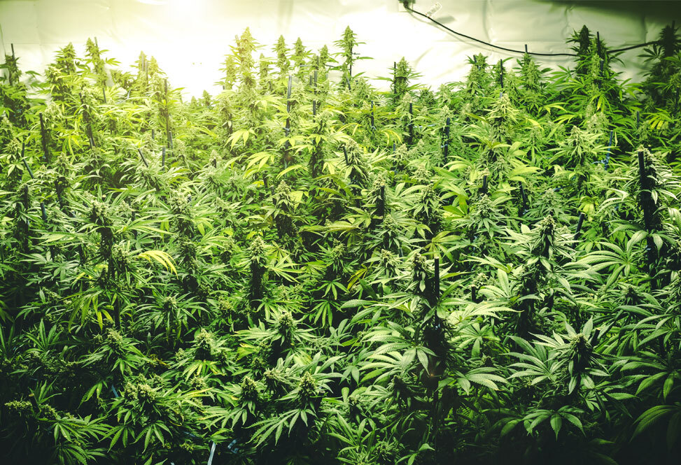 Top 10 High Yielding Cannabis Strains