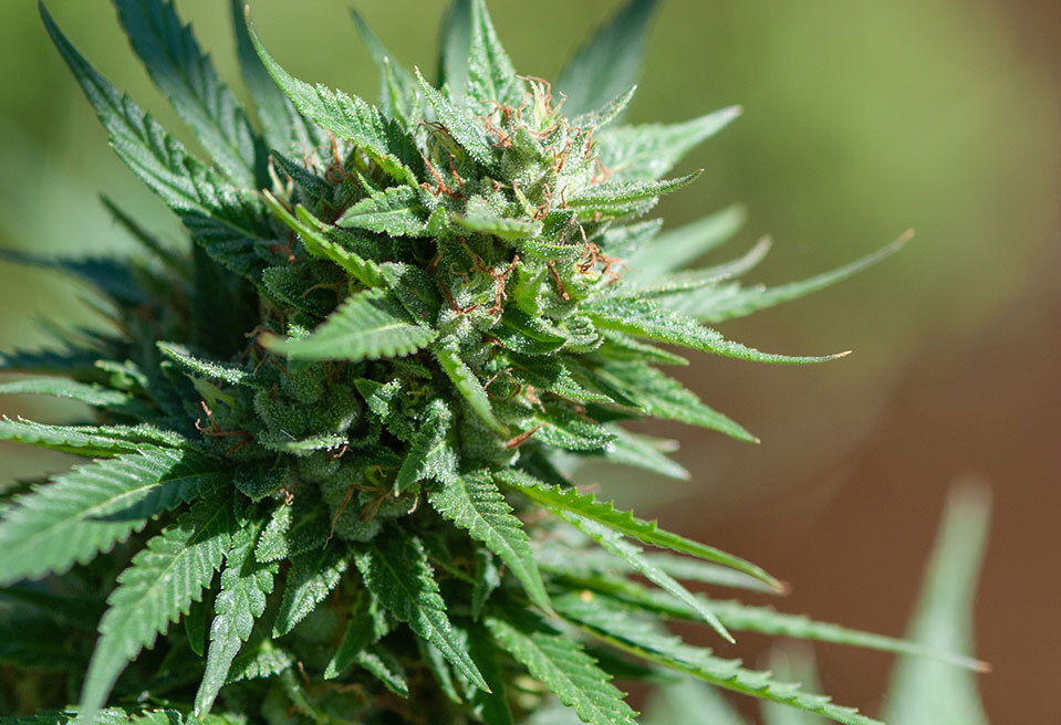 What are landrace and heirloom marijuana strains?