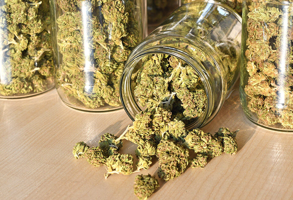 Cured cannabis in jars