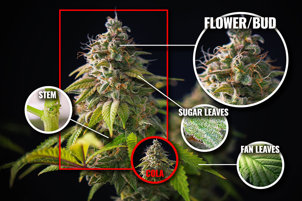 Anatomy of a cannabis plant