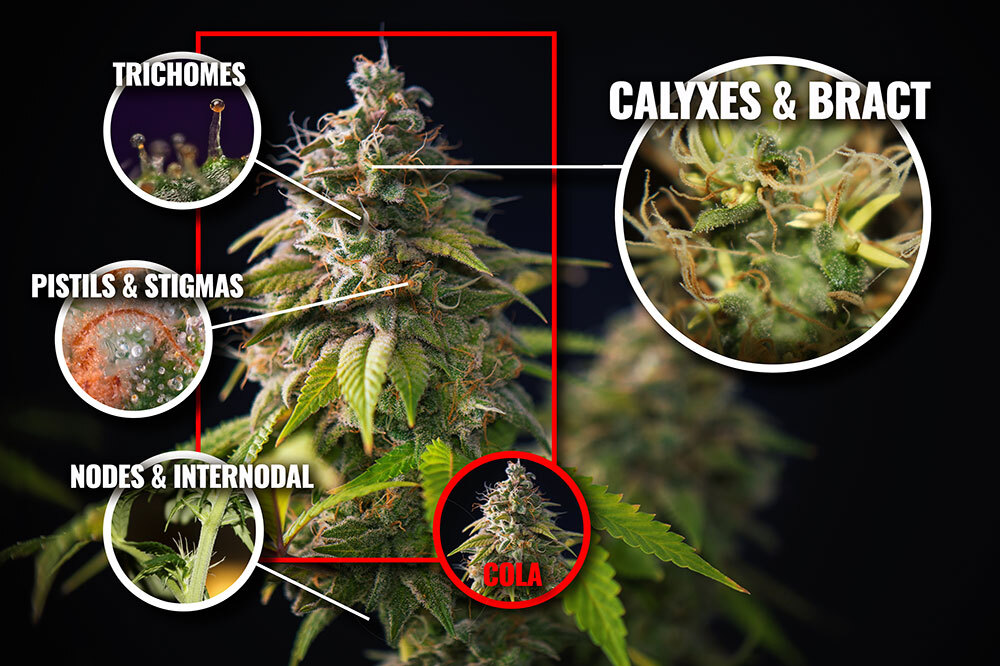 Anatomy of a cannabis plant