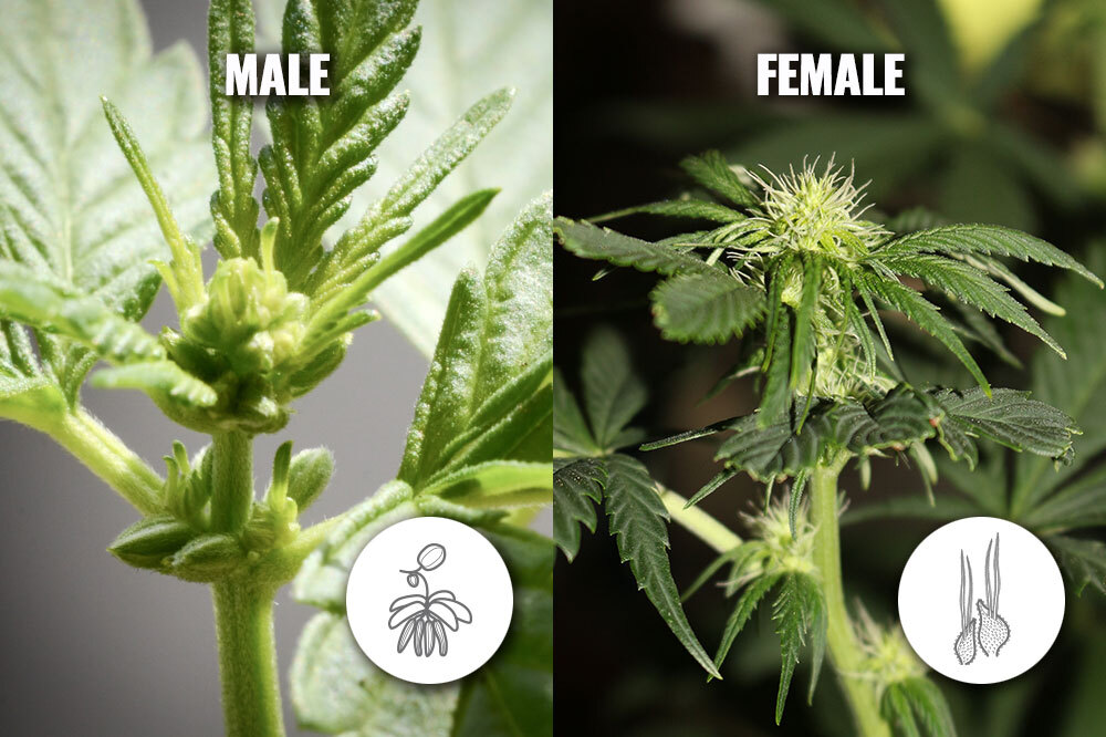 Male and female marijuana plants