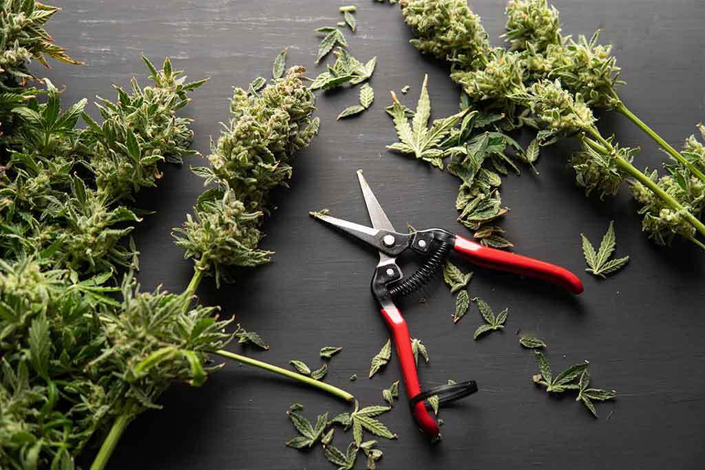 Discover The Top DIY Ways To Use Leftover Cannabis Trim