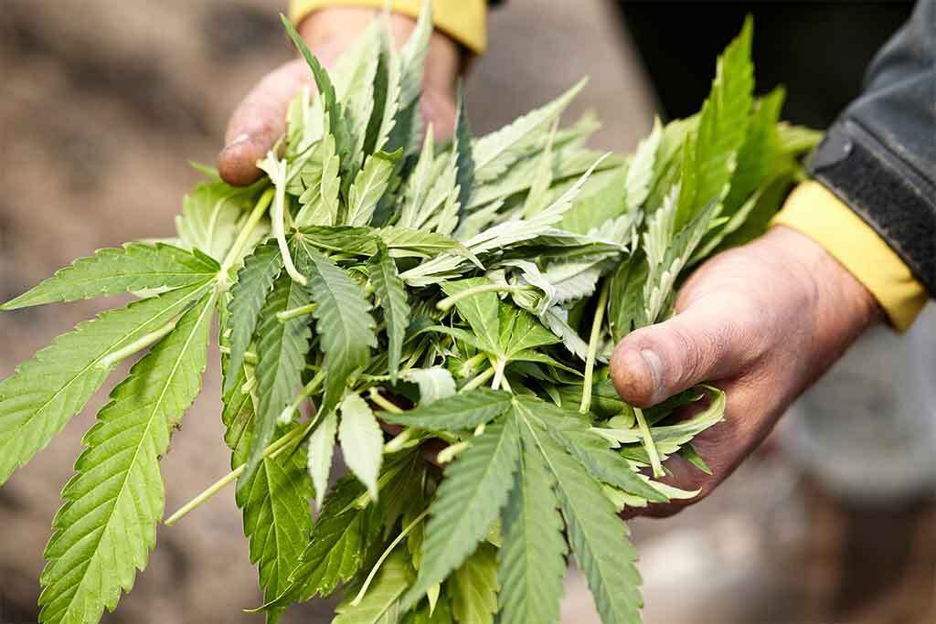 handful of cannabis fan leaves