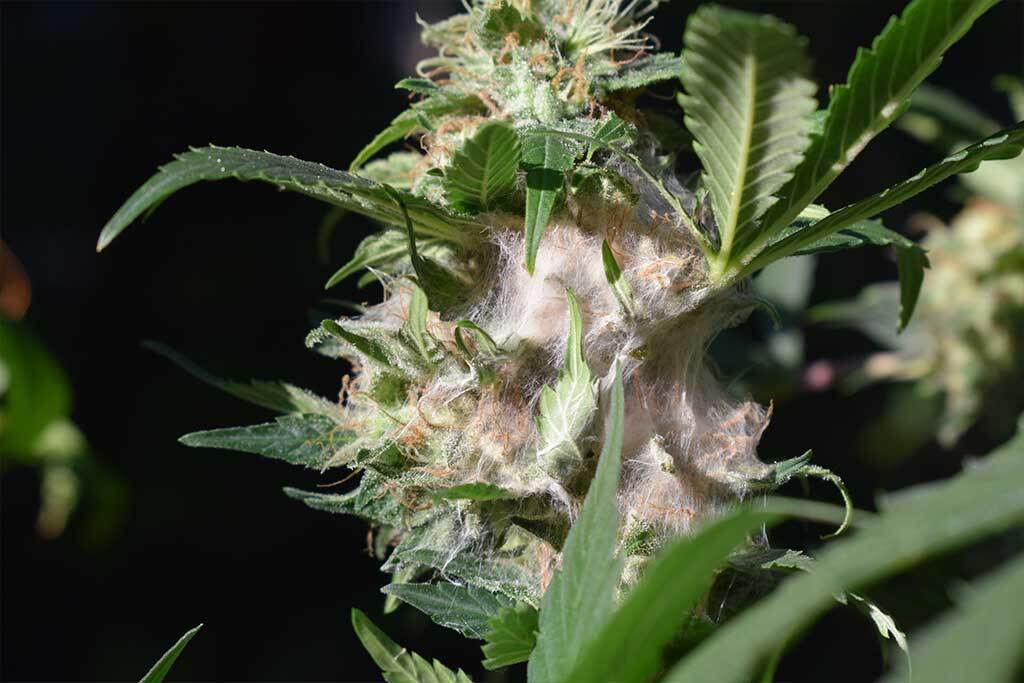 What Is Cannabis Bud Rot? And how to treat it