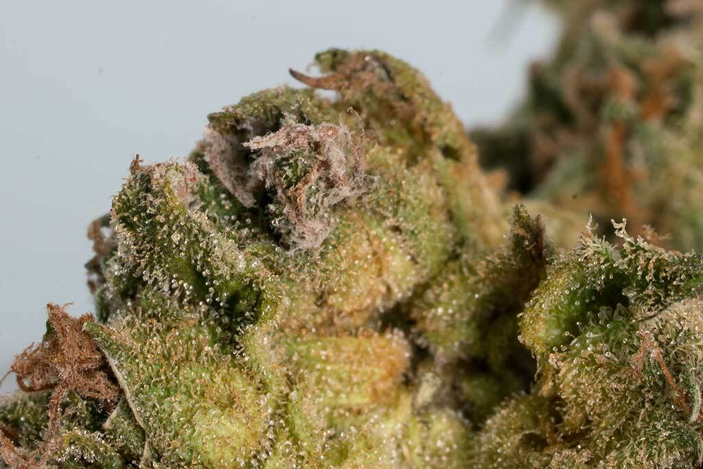Cannabis Flower Bud Rot