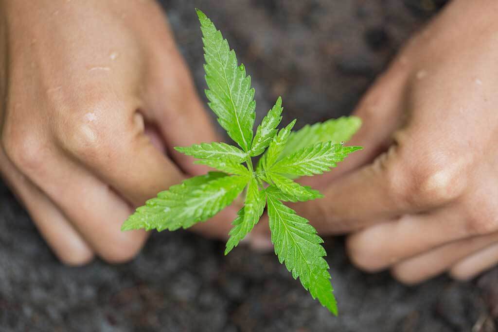 How To Choose The Best Soil For Growing Cannabis