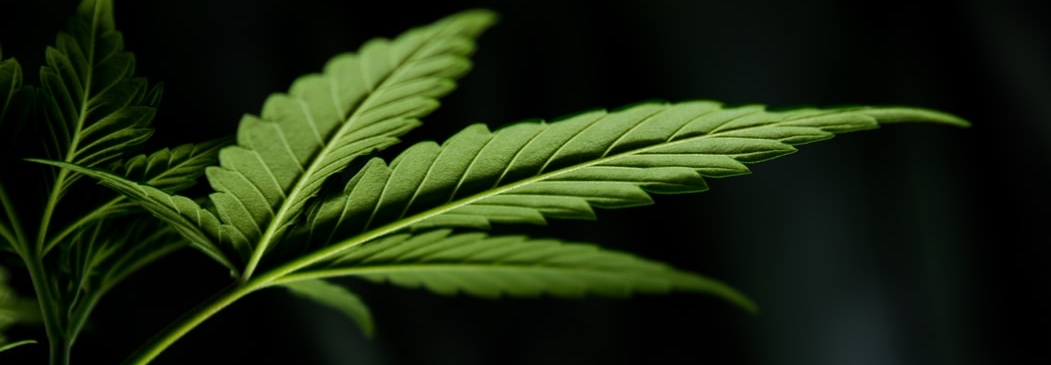 Cloning Marijuana: How to Clone a Cannabis Plant 