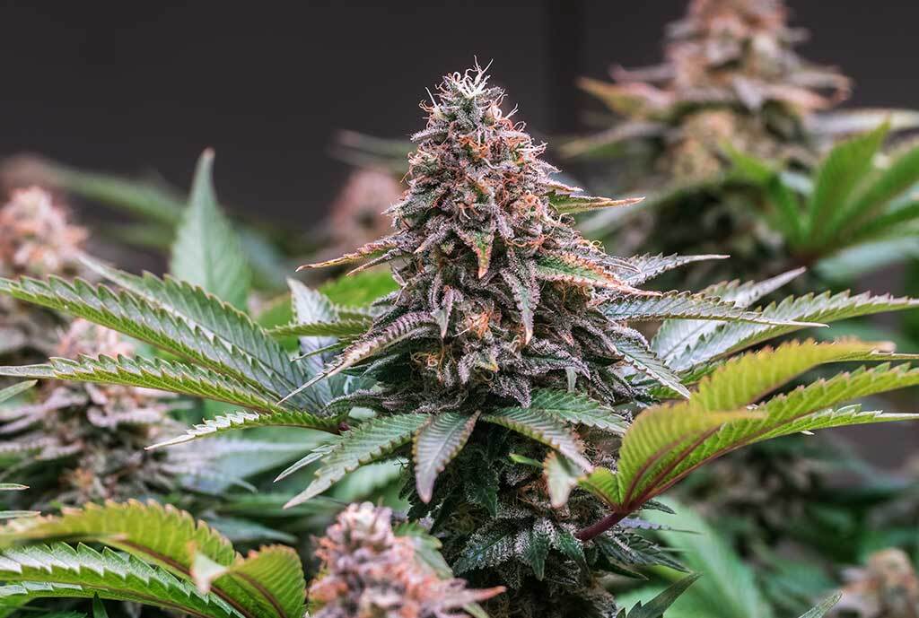 close up shot of a cannabis plant 