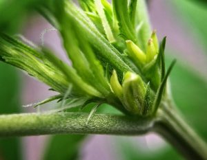 What is Hermaphrodite Weed